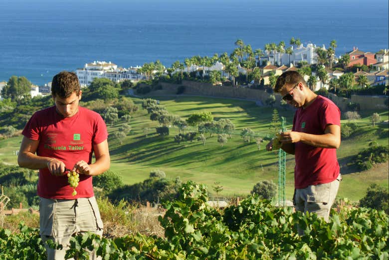 Vendimia das uvas em Manilva