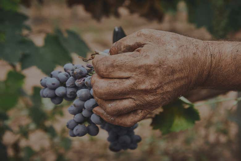 Récolte du raisin