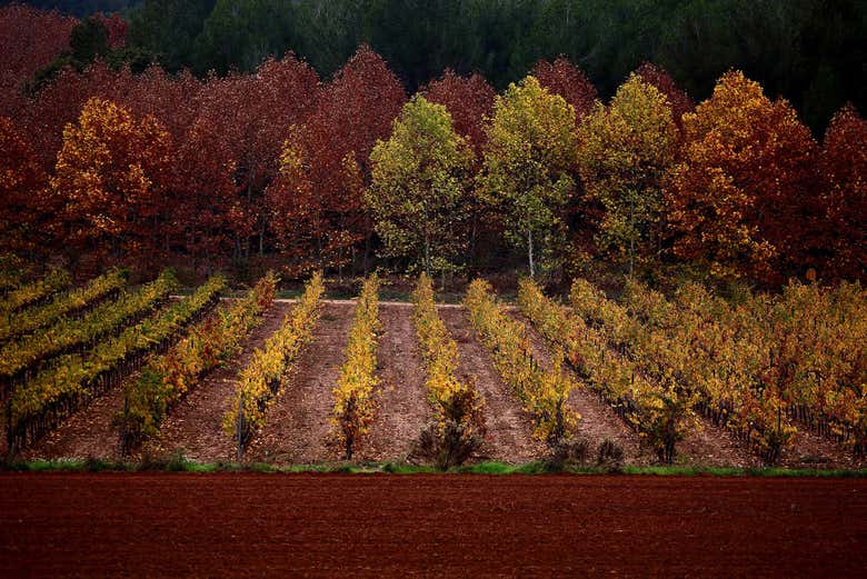 Visitando los viñedos de la bodega