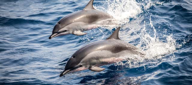 Avistamiento de delfines en la costa de Marbella