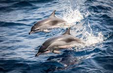 Observation de dauphins sur la côte de Marbella