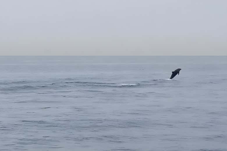 A dolphin diving at sea