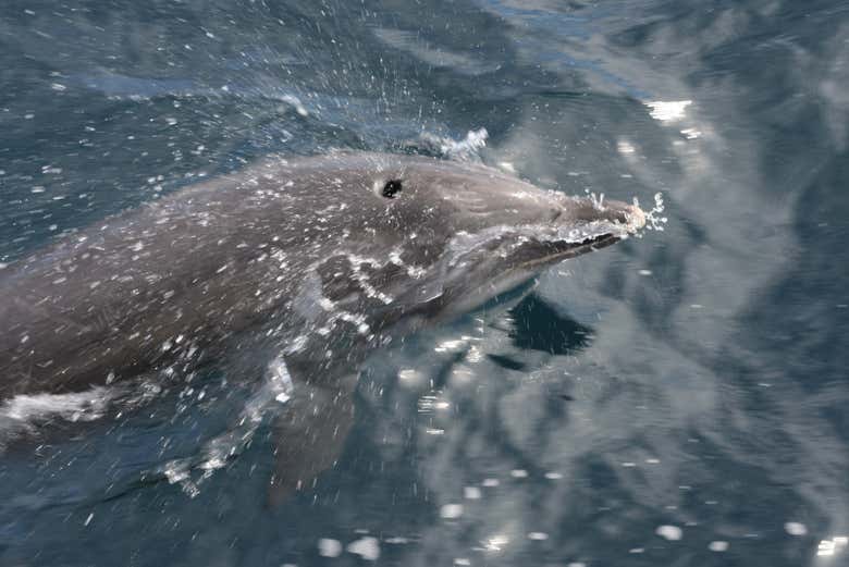 Observation de dauphins à Puerto Banús