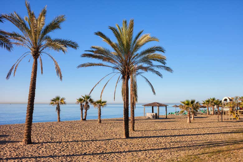 Palm trees on the beaches of Marbella