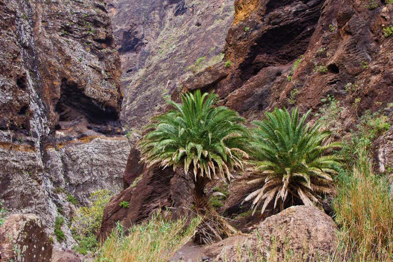 Admiring the vegetation along the ravine