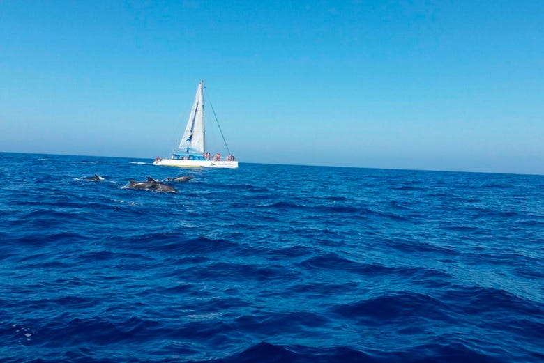 Observation de dauphins sur le pont du catamaran