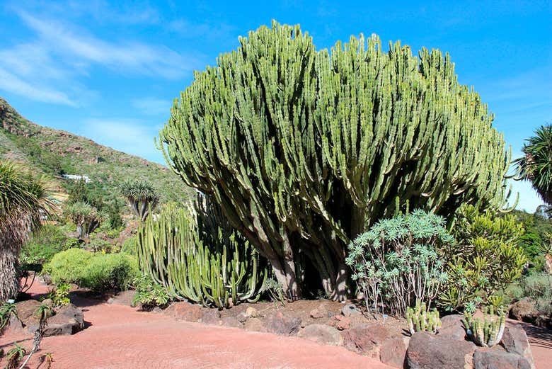 Le jardin botanique Viera y Clavijo
