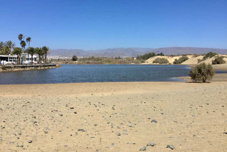 Maspalomas Pond