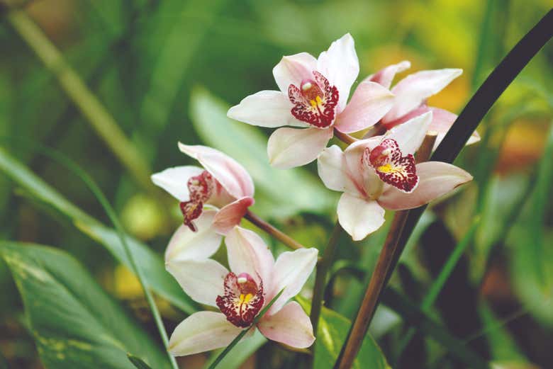 Orquídeas no Palmitos Park