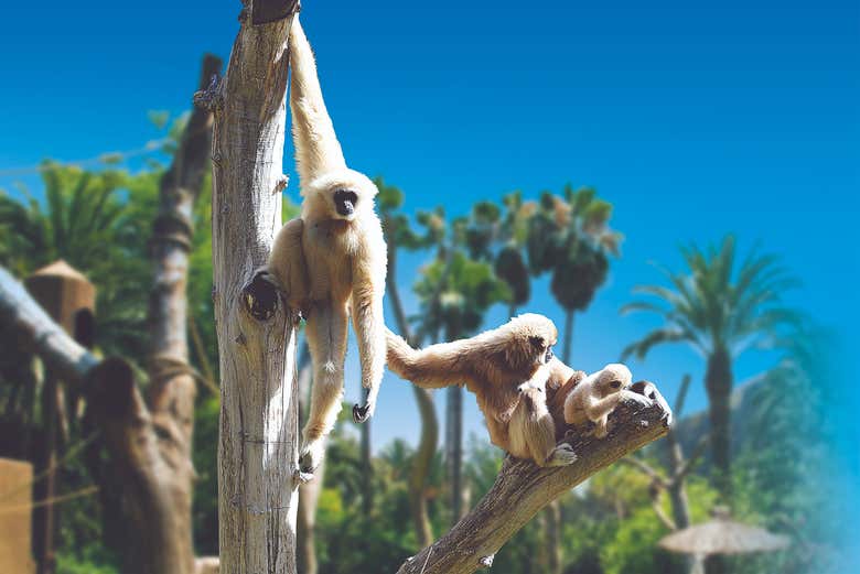 Primates en el Palmitos Park