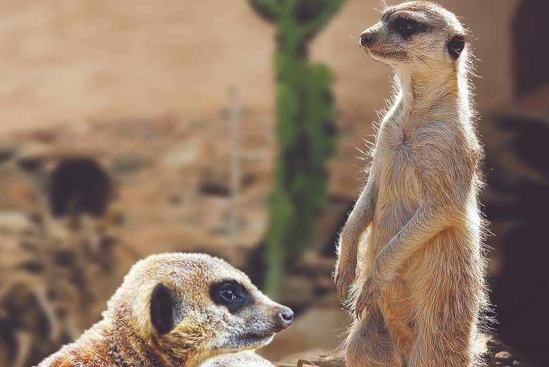 Um casal de suricatos