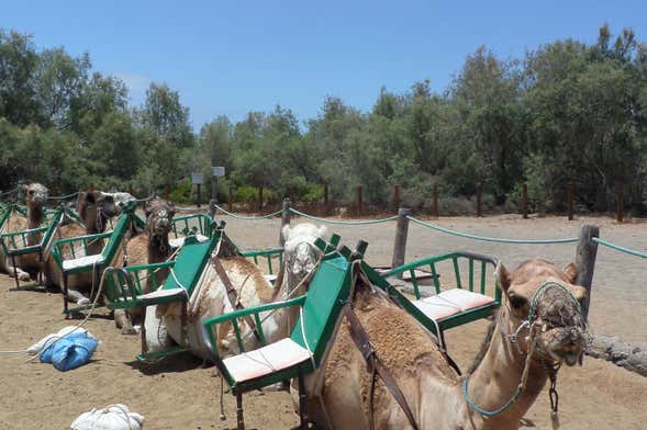 Paseo en camello por las dunas de Maspalomas