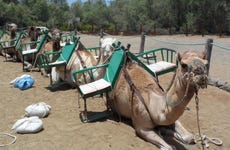 Passeig en camell per les dunes de Maspalomas