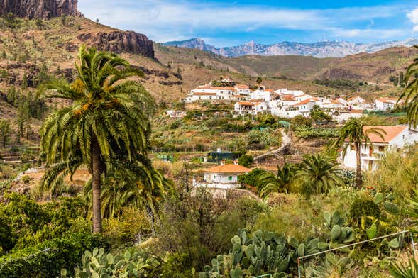 Gran Canaria Camel Ride Tour