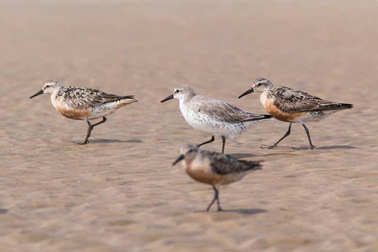 Birds on Doñana´s beaches