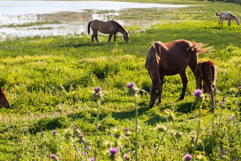 Wild horses in Doñana