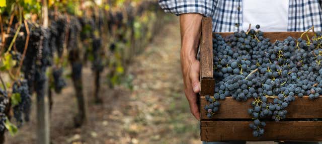 Visita a las bodegas Vionta