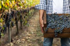 Visita a las bodegas Vionta