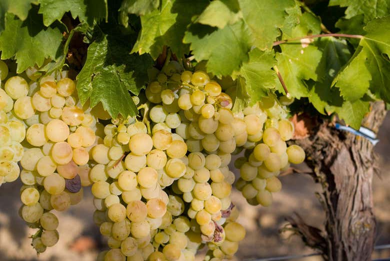 Découvrez les raisins de la région