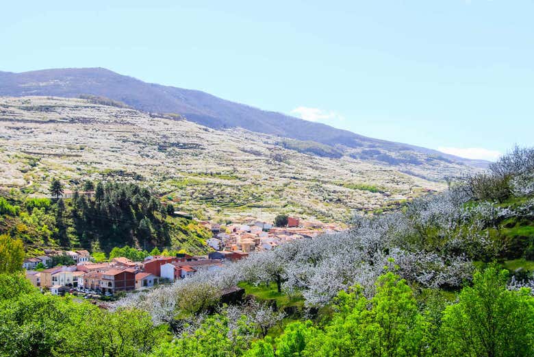 Cerezo en flor del Valle del Jerte