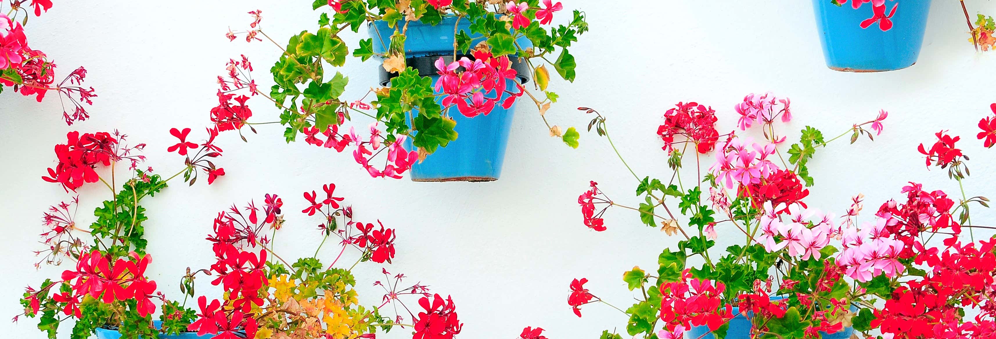 Guided tours and free tours in Mijas