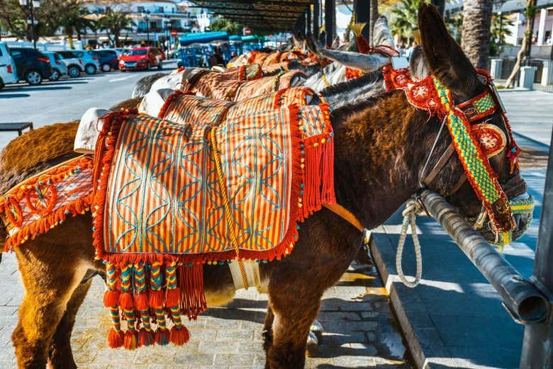 Burros-táxi de Mijas