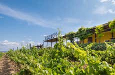 Valdubón Winery Tour