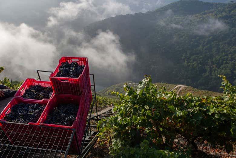 Encostas de vinhedos na Ribeira del Miño