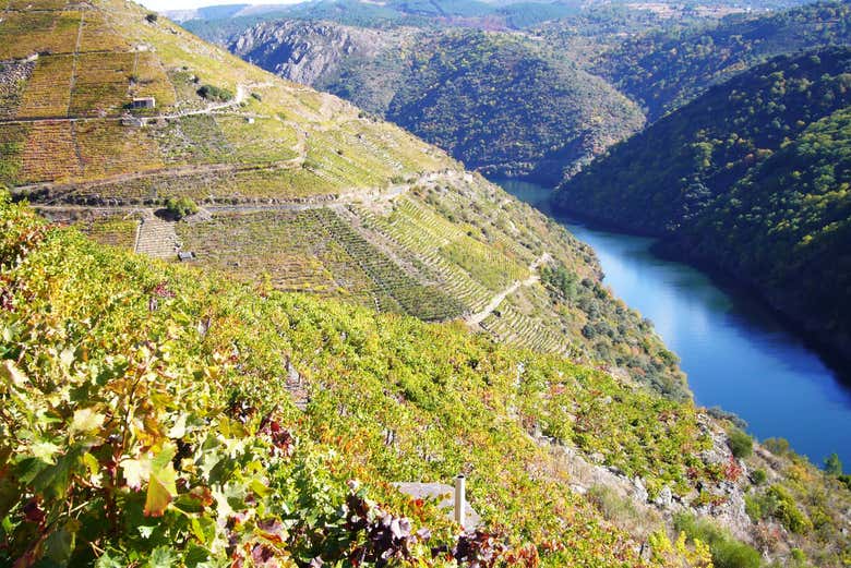 Río Miño y los viñedos