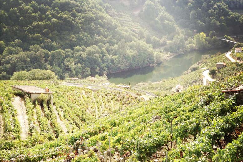 Viñedos en la localidad de Puebla de Brollón