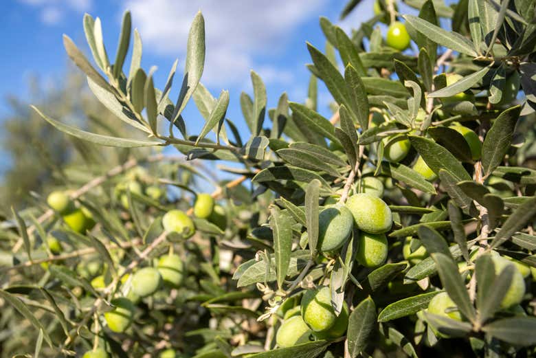 Visitando los olivares de Montoro
