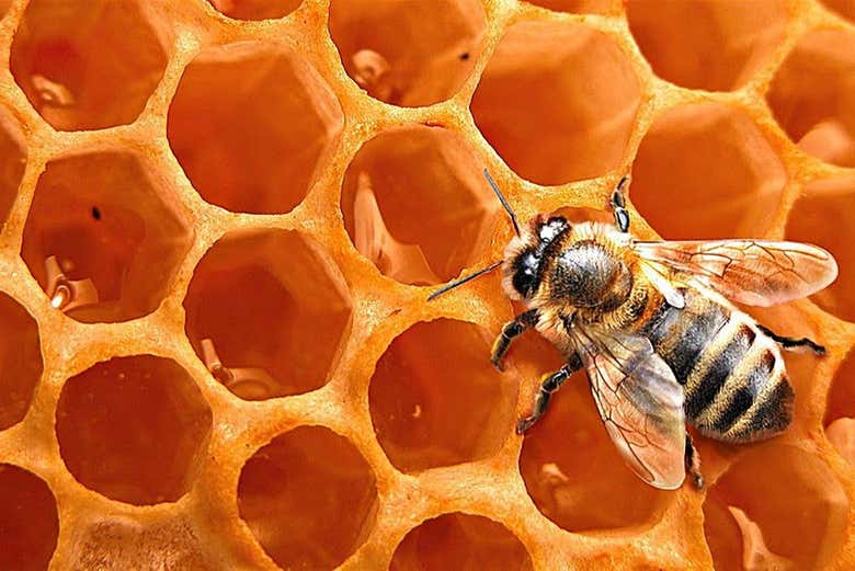 Vista detalle de una abeja en un panal