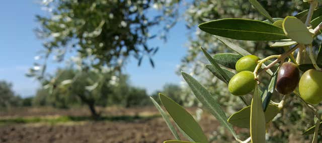 Tour do azeite por Montoro