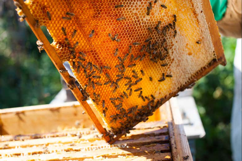 Abejas en el marco de una colmena