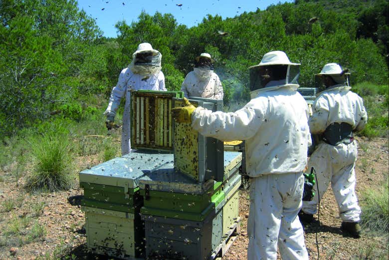 Conociendo la labor de los apicultores