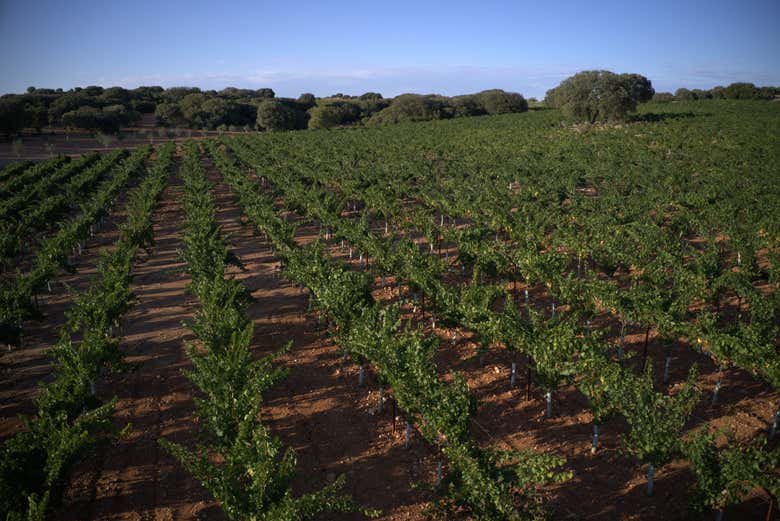 Cepas de los viñedos de Licinia Wines