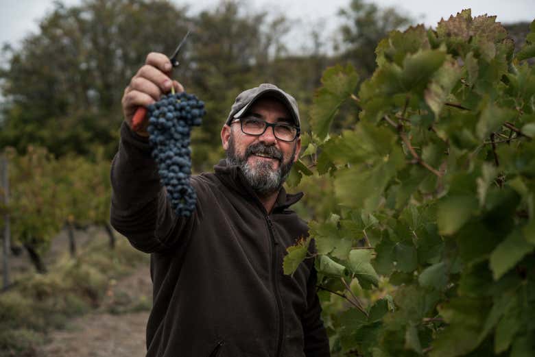 Uvas en Licinia Wines