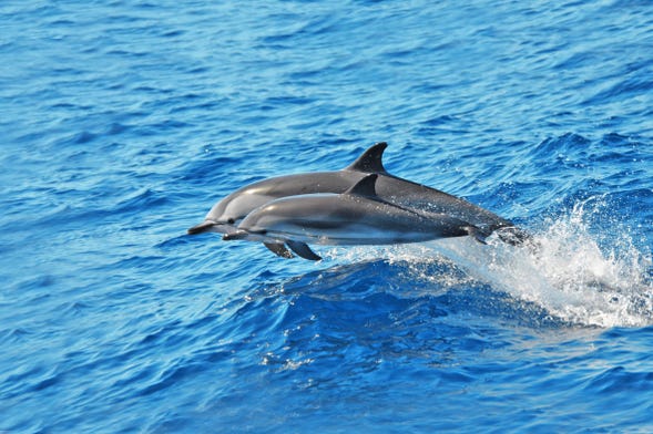 Avistamiento de cetáceos en Morro Jable