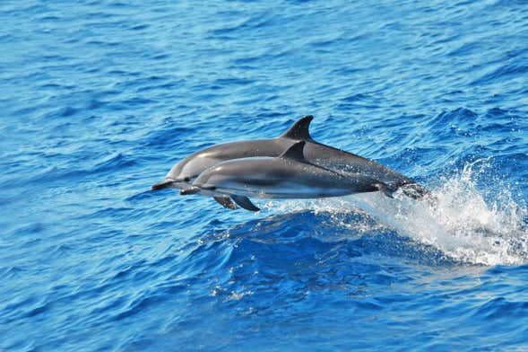 Morro Jable Dolphin & Whale Watching Trip