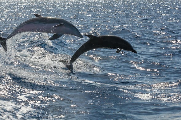 Avistamiento de cetáceos en lancha rápida
