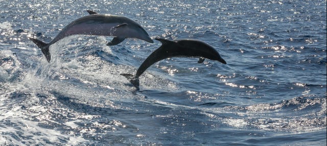 Fuerteventura Dolphin & Whale Watching Speedboat Trip