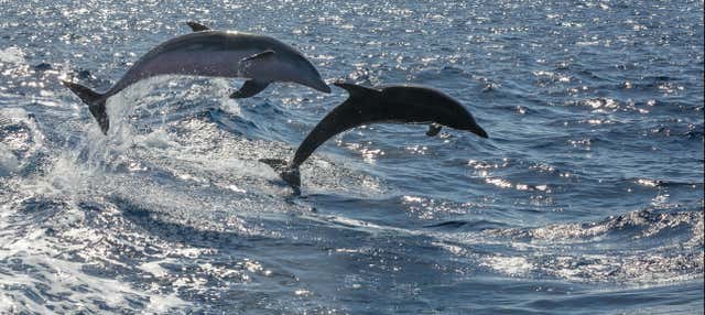 Fuerteventura Dolphin & Whale Watching Speedboat Trip