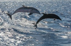 Avistamiento de cetáceos en lancha rápida