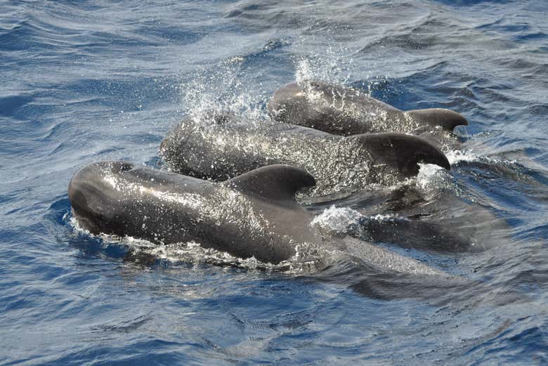 Ballenas en Fuerteventura