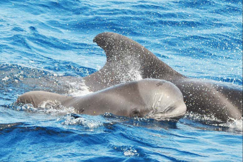 Balene a Fuerteventura