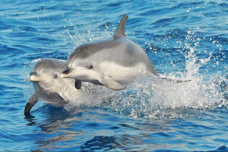 Una pareja de delfines