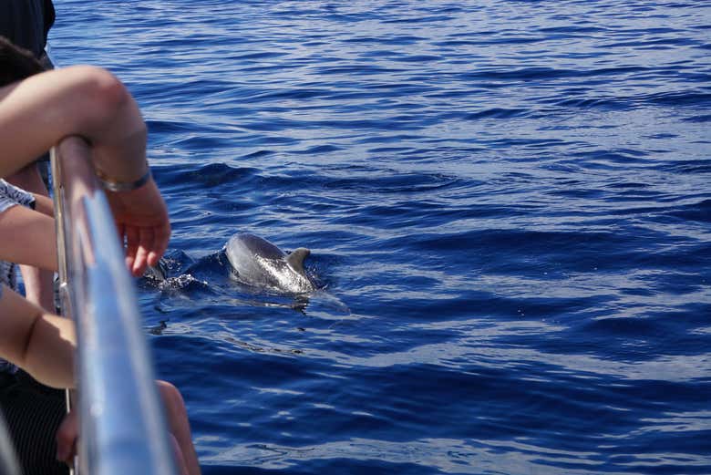 Avistando um golfinho do catamarã