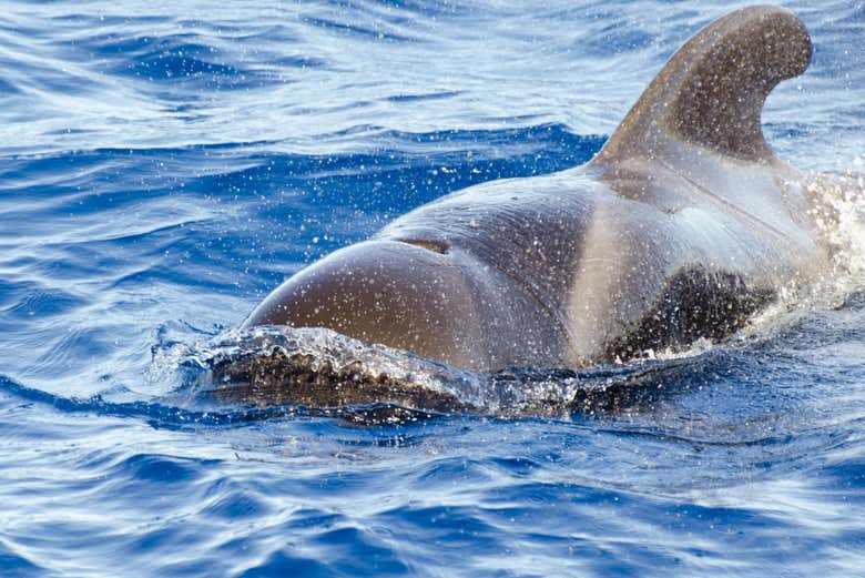 Conhecendo a fauna marinha de Fuerteventura