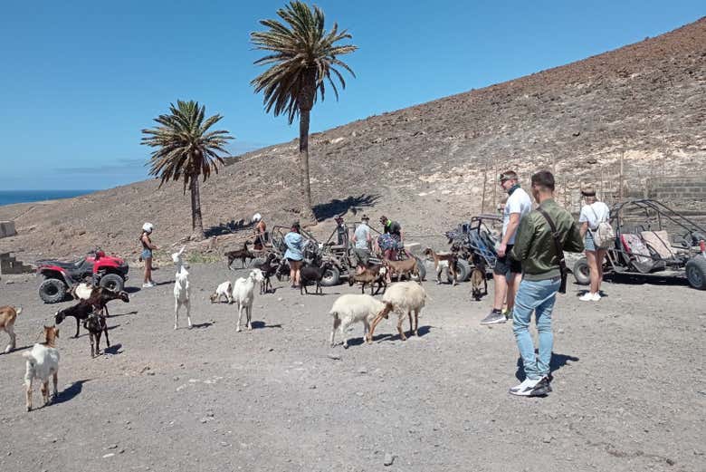 Conociendo a la fauna de Jandía