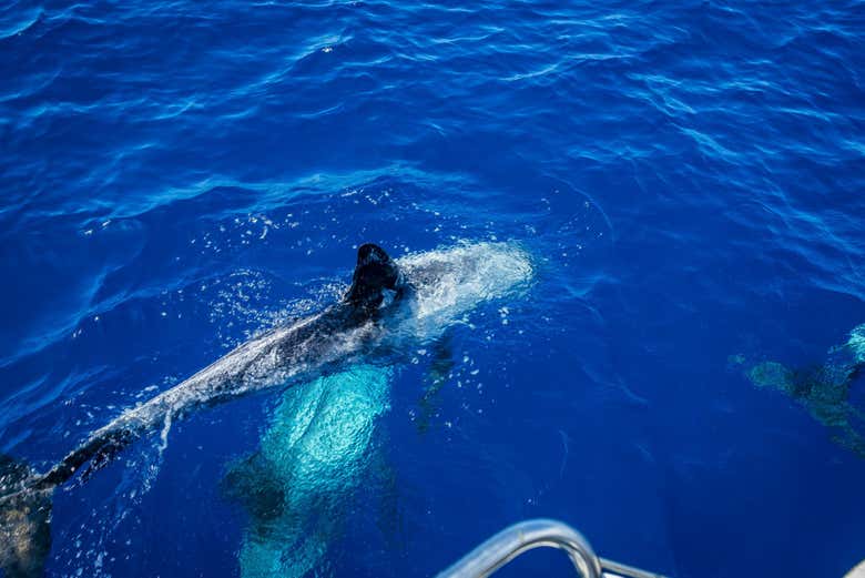 Un delfino di Morro Jable